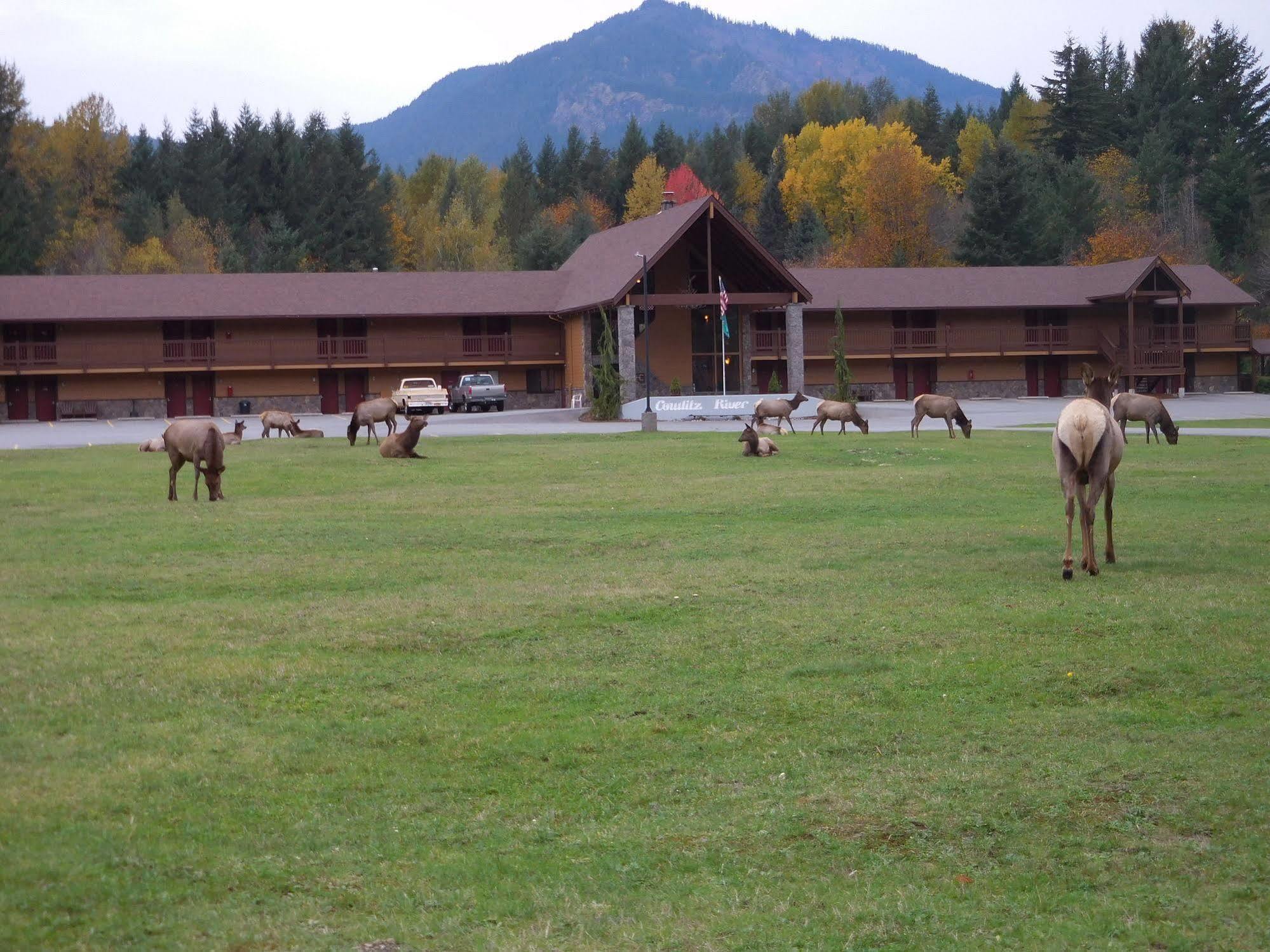 Cowlitz River Lodge Packwood Ngoại thất bức ảnh