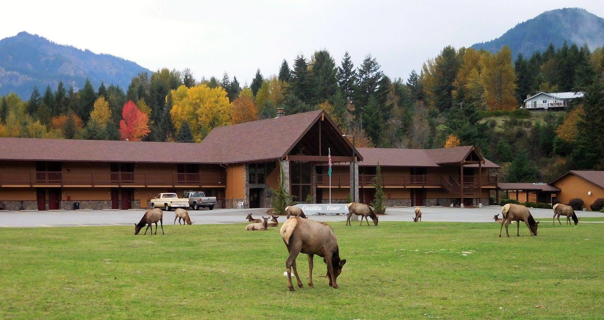 Cowlitz River Lodge Packwood Ngoại thất bức ảnh